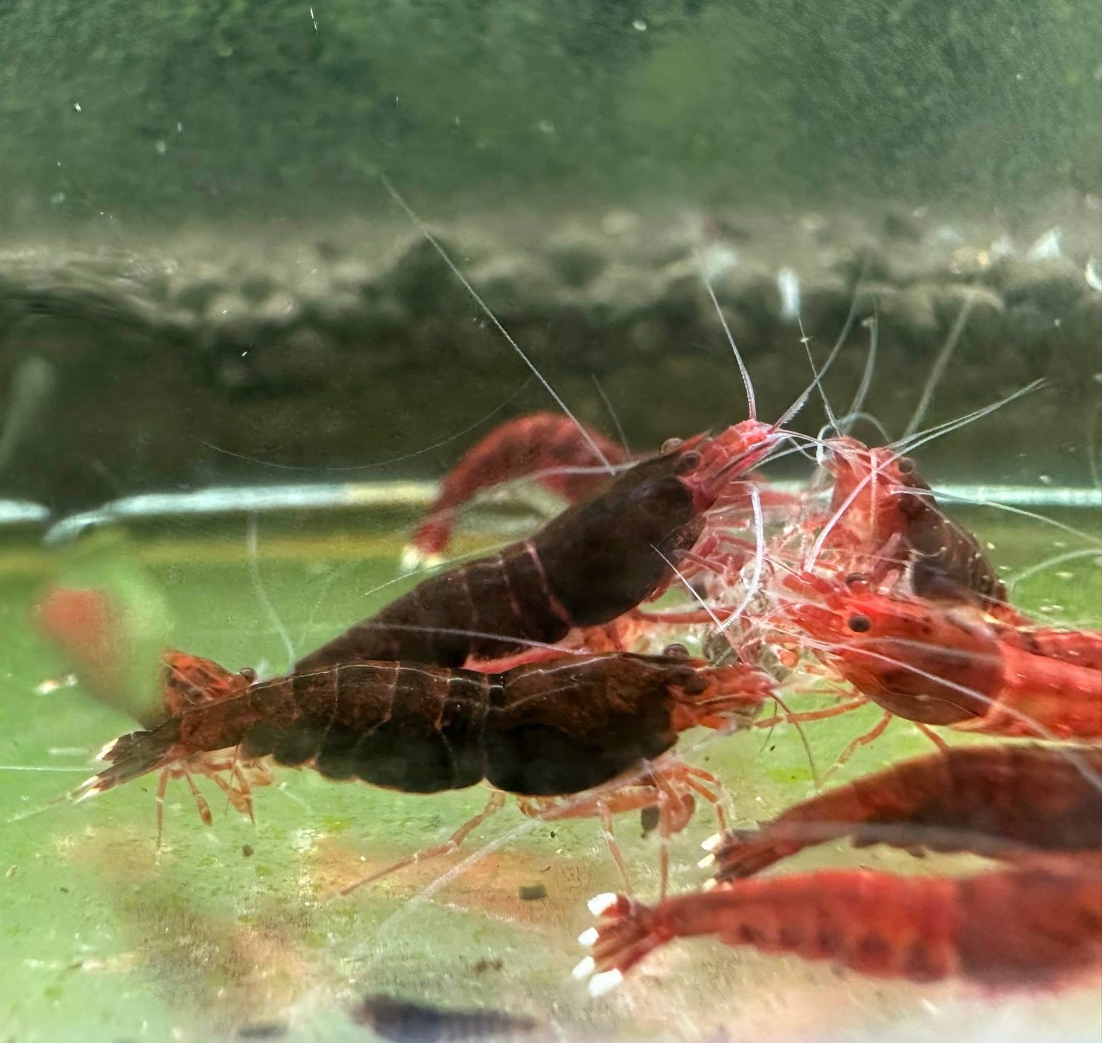 Caridina Shrimp - Red Extreme King Kong