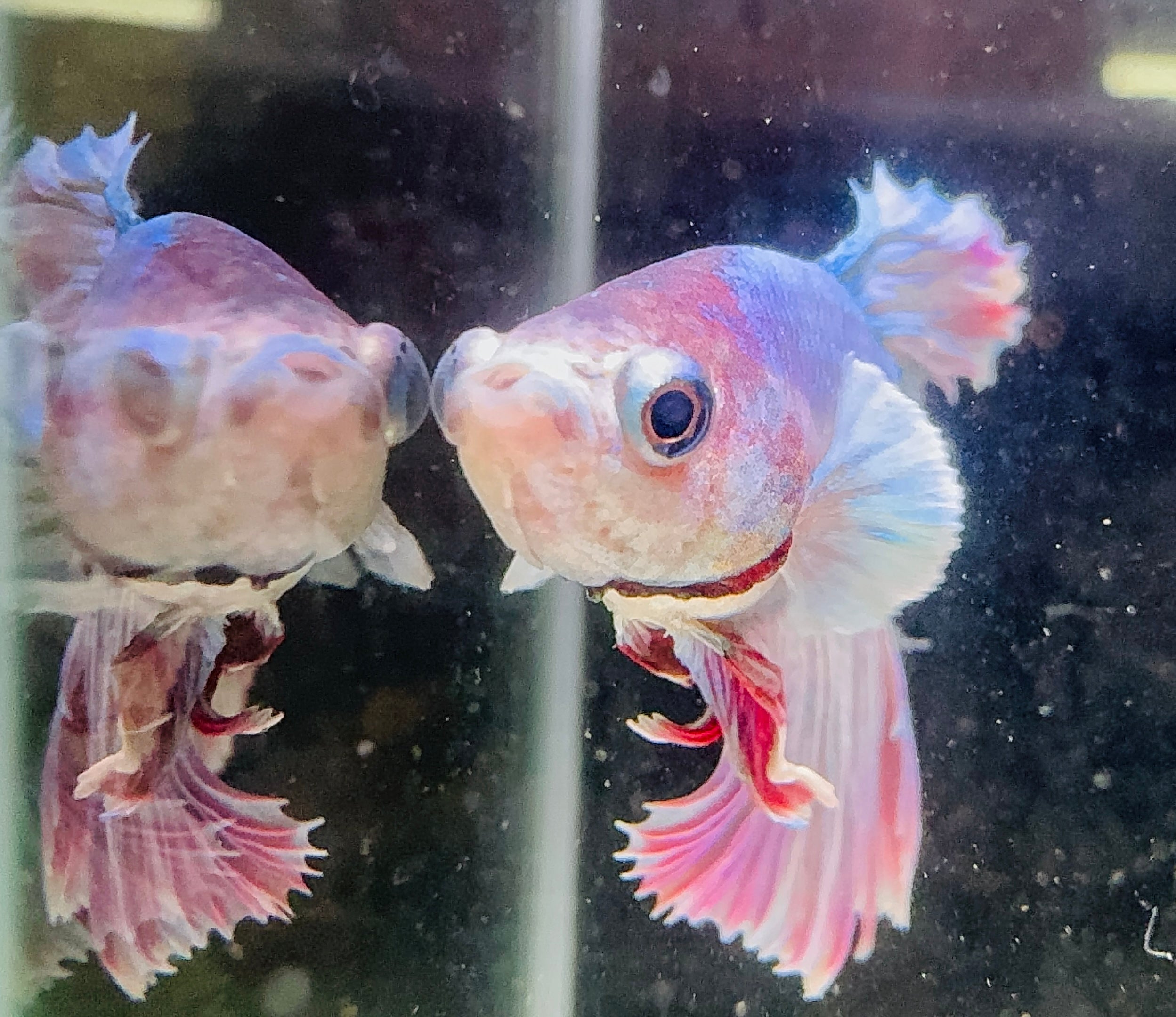 Betta Male - Dumbo Blue Pastel - Blue Eyes liner