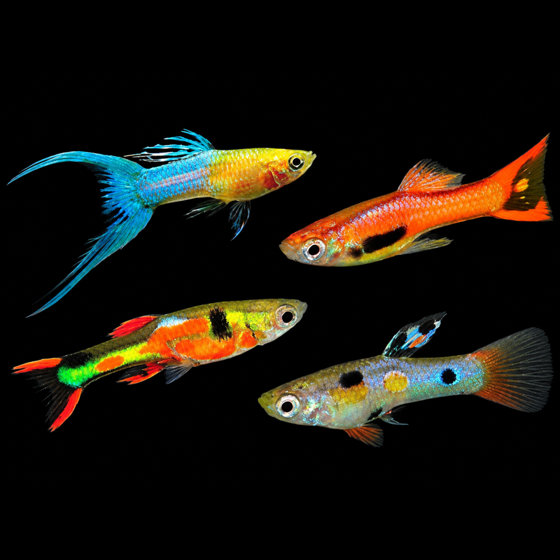 Endler Guppy - Assorted Male 2cm
