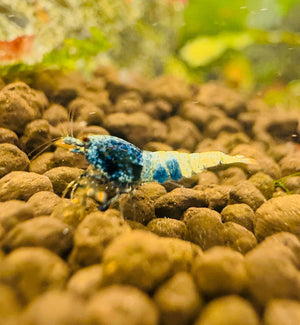 Caridina Shrimp - Ocean Blue 1cm Micro Aquatic Shop