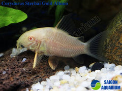 Rare Corydoras - Albino Sterbai 3cm