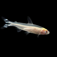 Tetra – Albino Rummynose