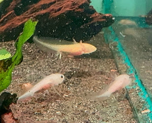 1 Baby Axolotl (6 Weeks Old) – Starter Pack Micro Aquatic Shop