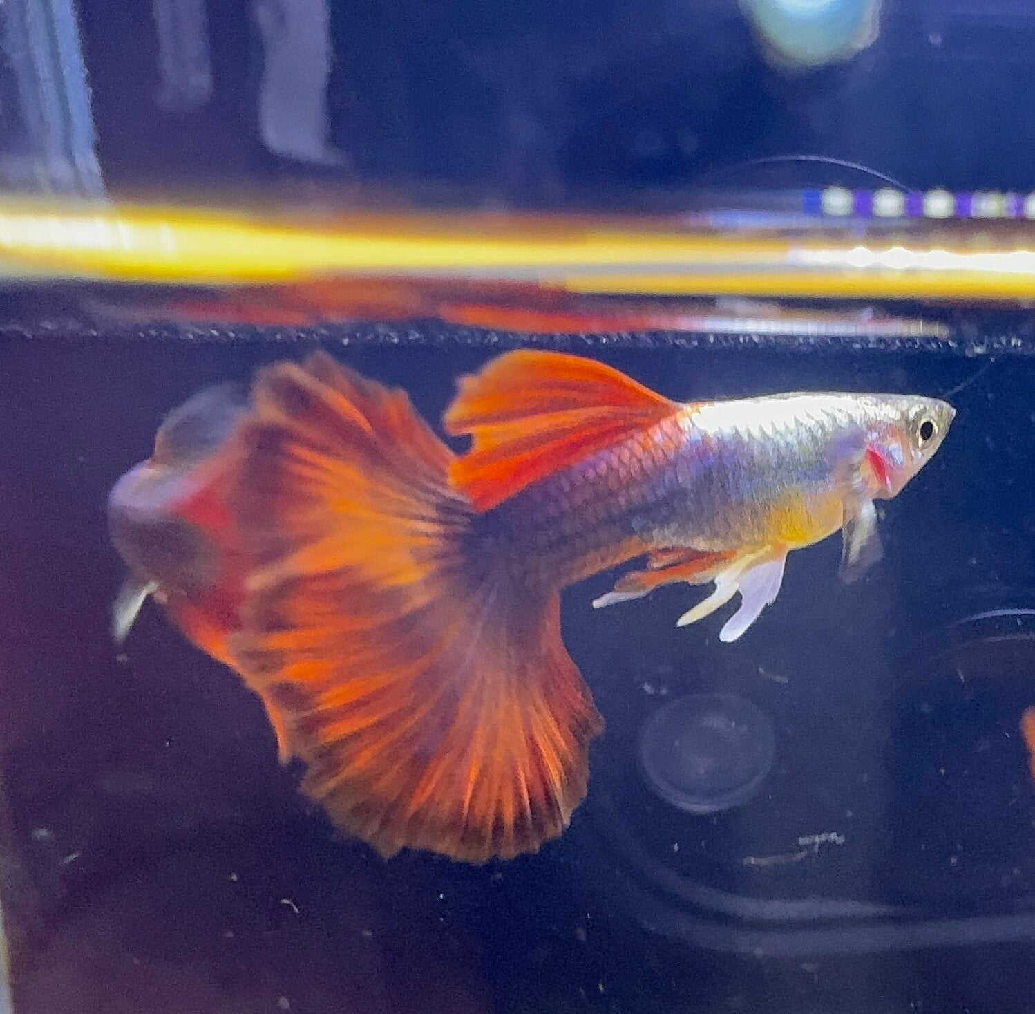 Red Rose Guppy ( Pair )