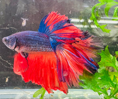 Betta Male - A Grade Giant Super Delta 6cm Show A3