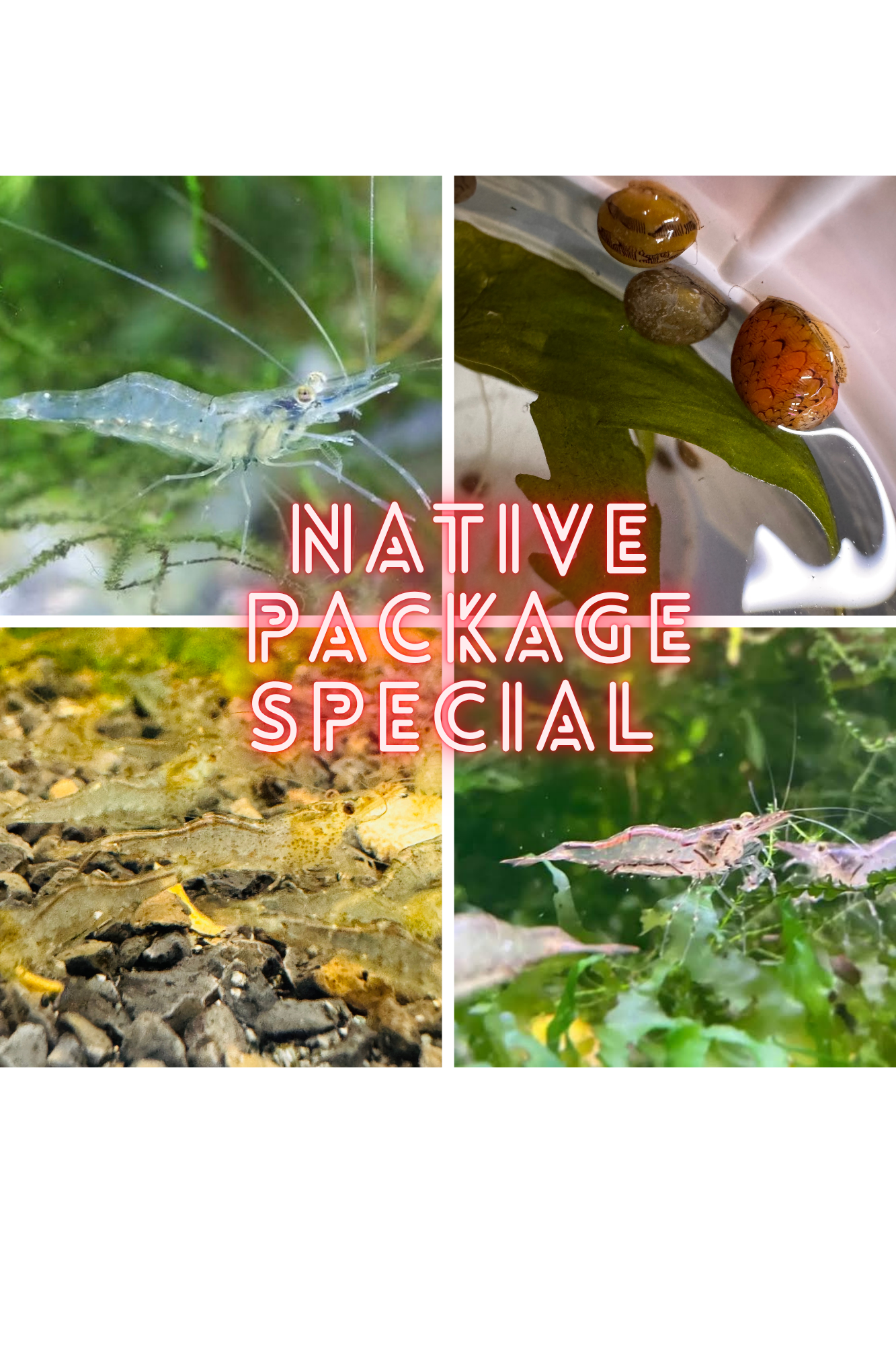 Native Algae Eater Package Special