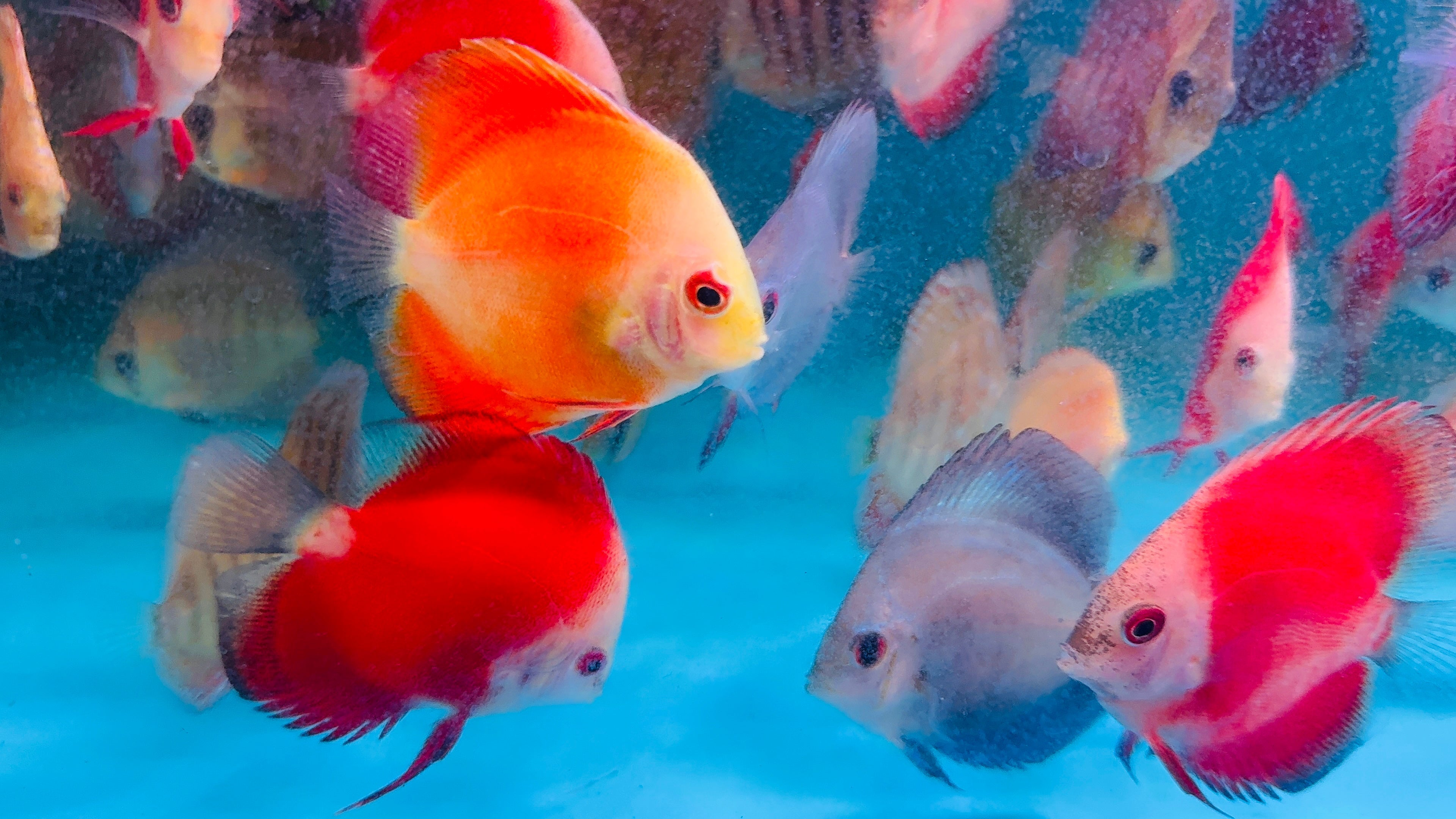 Discus - Mix Color 5cm Small Micro Aquatic Shop