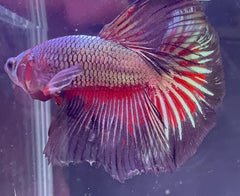 Dragon Rainbow Male Beta 1