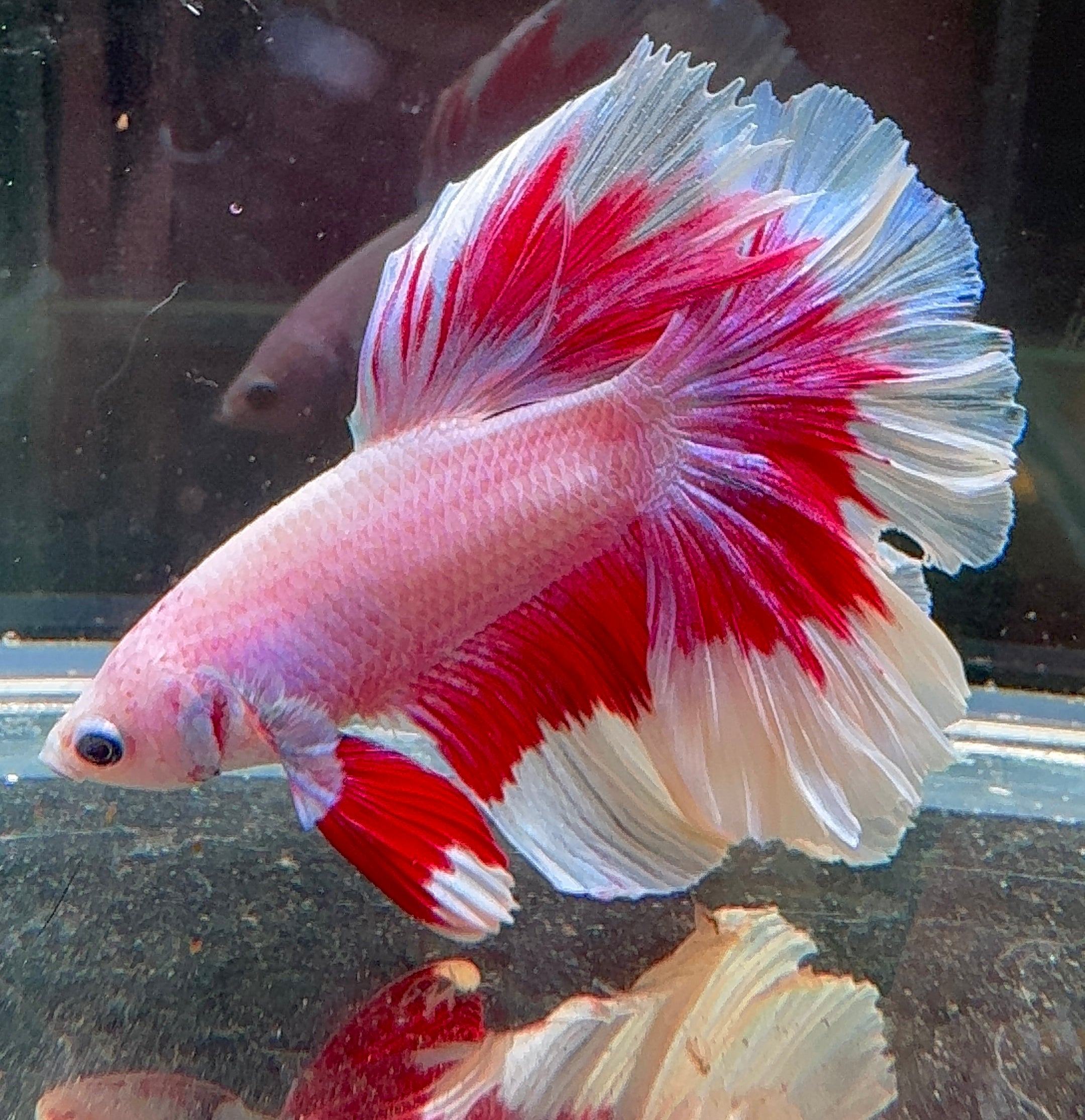 Betta Male - Pink Dress 1