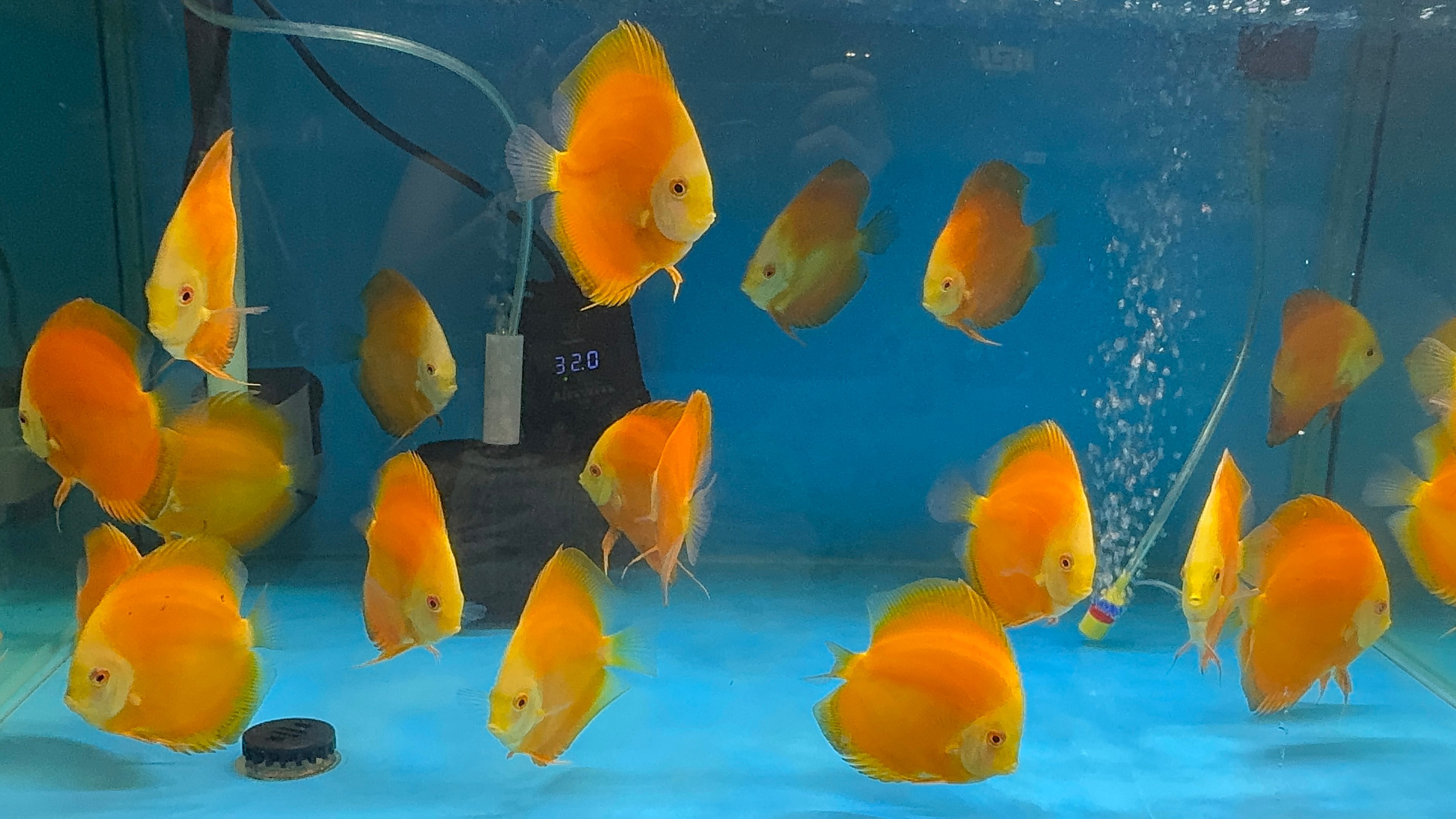 Discus - Yellow golden 11cm Show Micro Aquatic Shop
