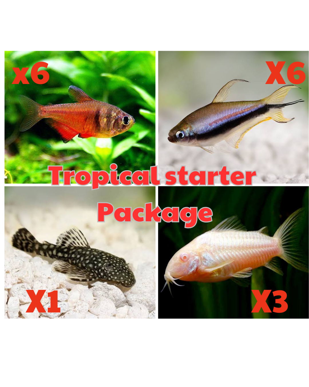 *New* 16x Tropical Starter Package 4