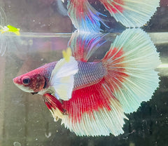 Betta Male - A Grade Dumbo Ear Longfin 6cm Show A1