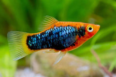 Platies - Orange Tuxedo Platy (Xiphophorus variatus) 3cm