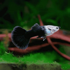 Black Guppy