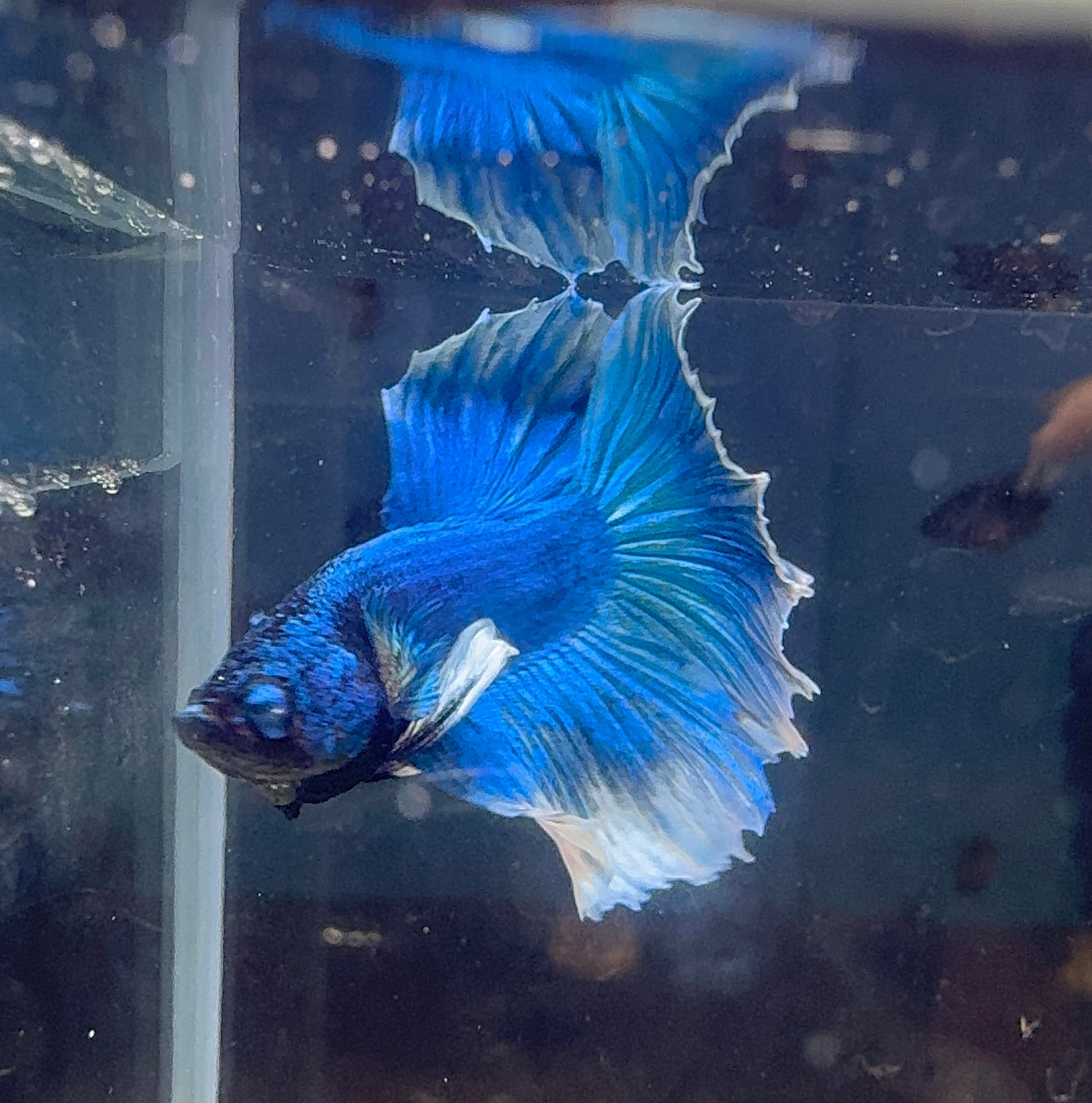 Betta Male - A Grade Half Moon Steel Blue