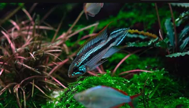 Dwarf American Cichlid - -Apistogramma Agassiz 'Tefe Blue Pearl' - Rare Micro Aquatic Shop