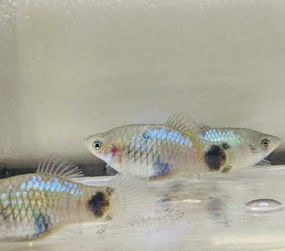 Platies – Mickey Mouse Platy (Xiphophorus maculatus) 3.5cm