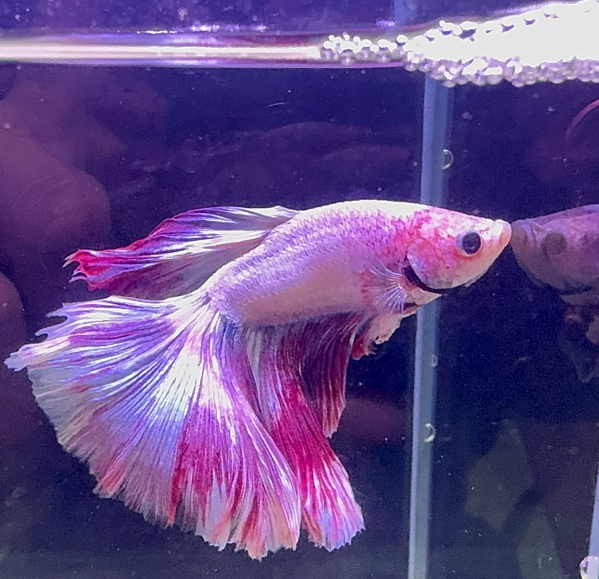 Betta Male - A Grade Purple Dress 6cm Show