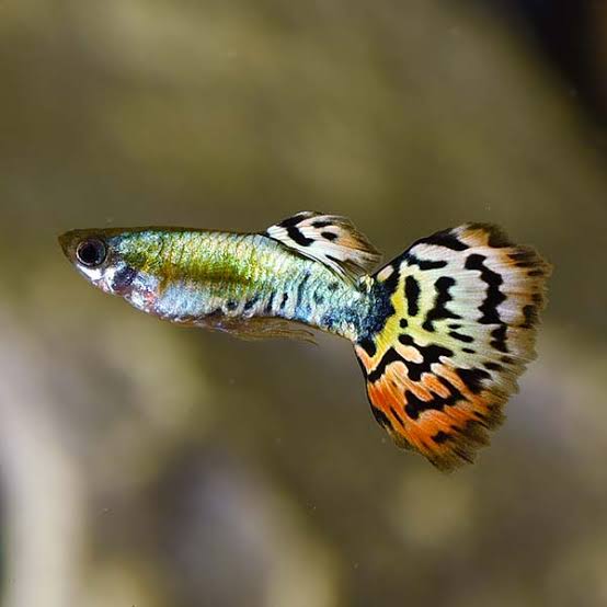 Leopard Tail Guppy