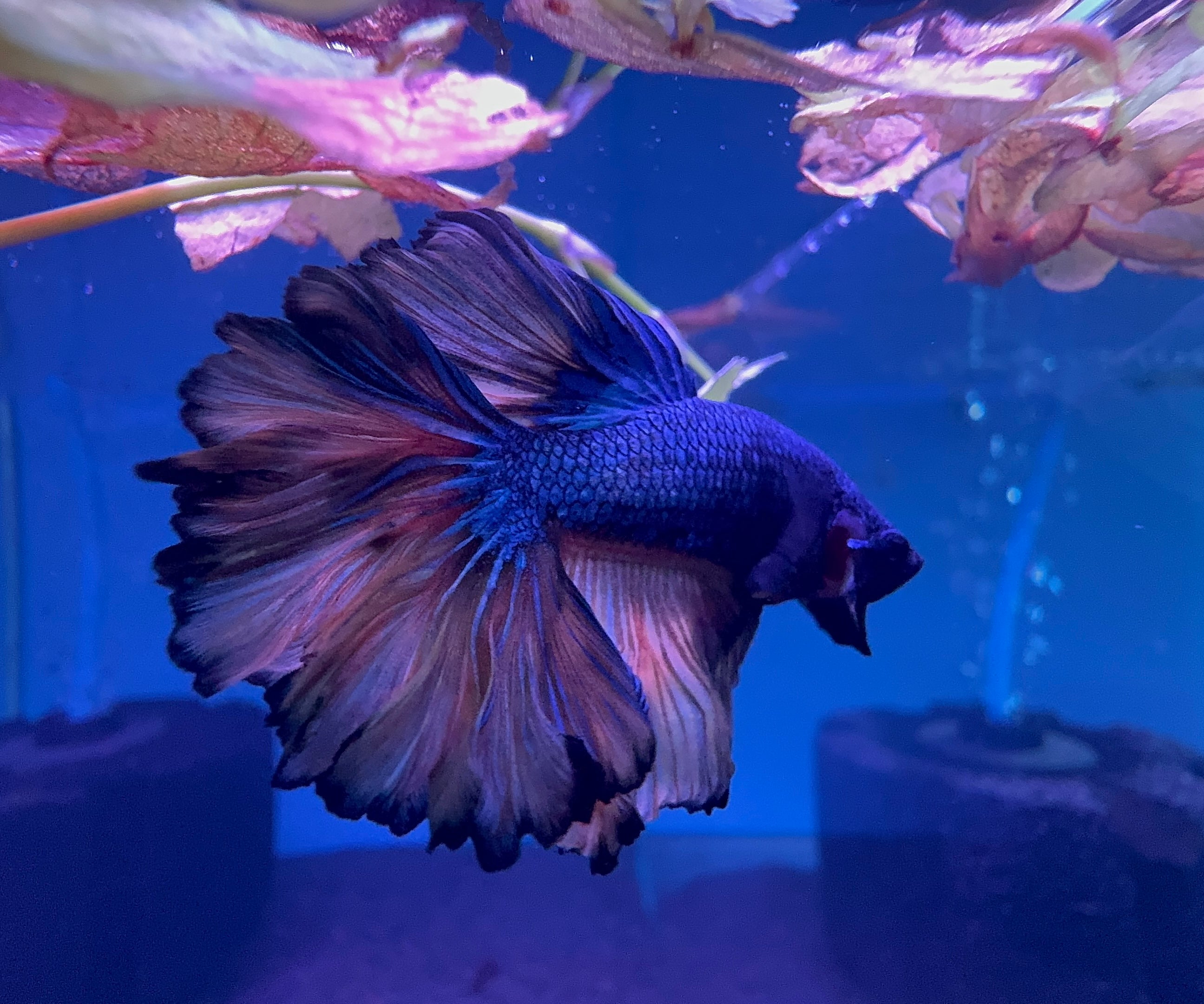 Betta Male - Dark Knight A2