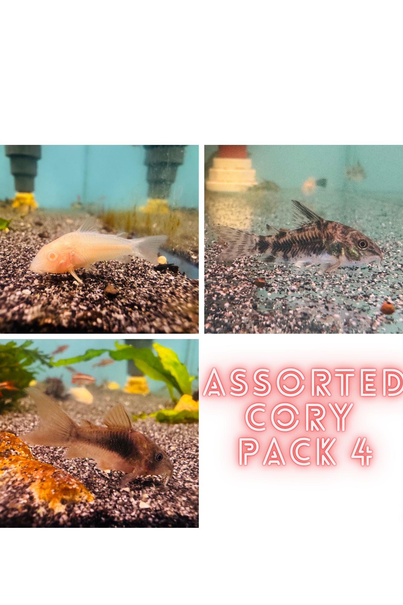 Flash Sale Assorted Corydoras Pack 4