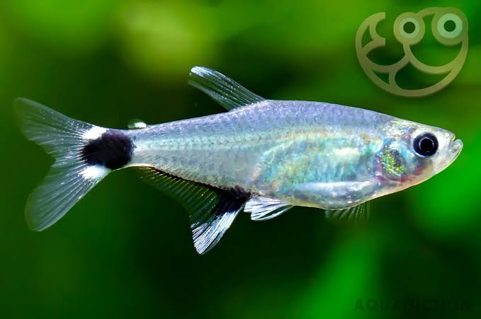 Tetra – Dawn Tetra “Para Tetra” (Aphyocharax paraguayensis) 3cm