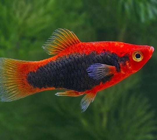 Platies – Red Tuxedo Platy (Xiphophorus maculatus) 3cm