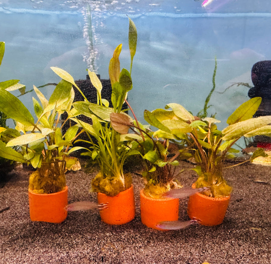 Easy Plant - Assorted Crypt in Terracotta Pot 3cm