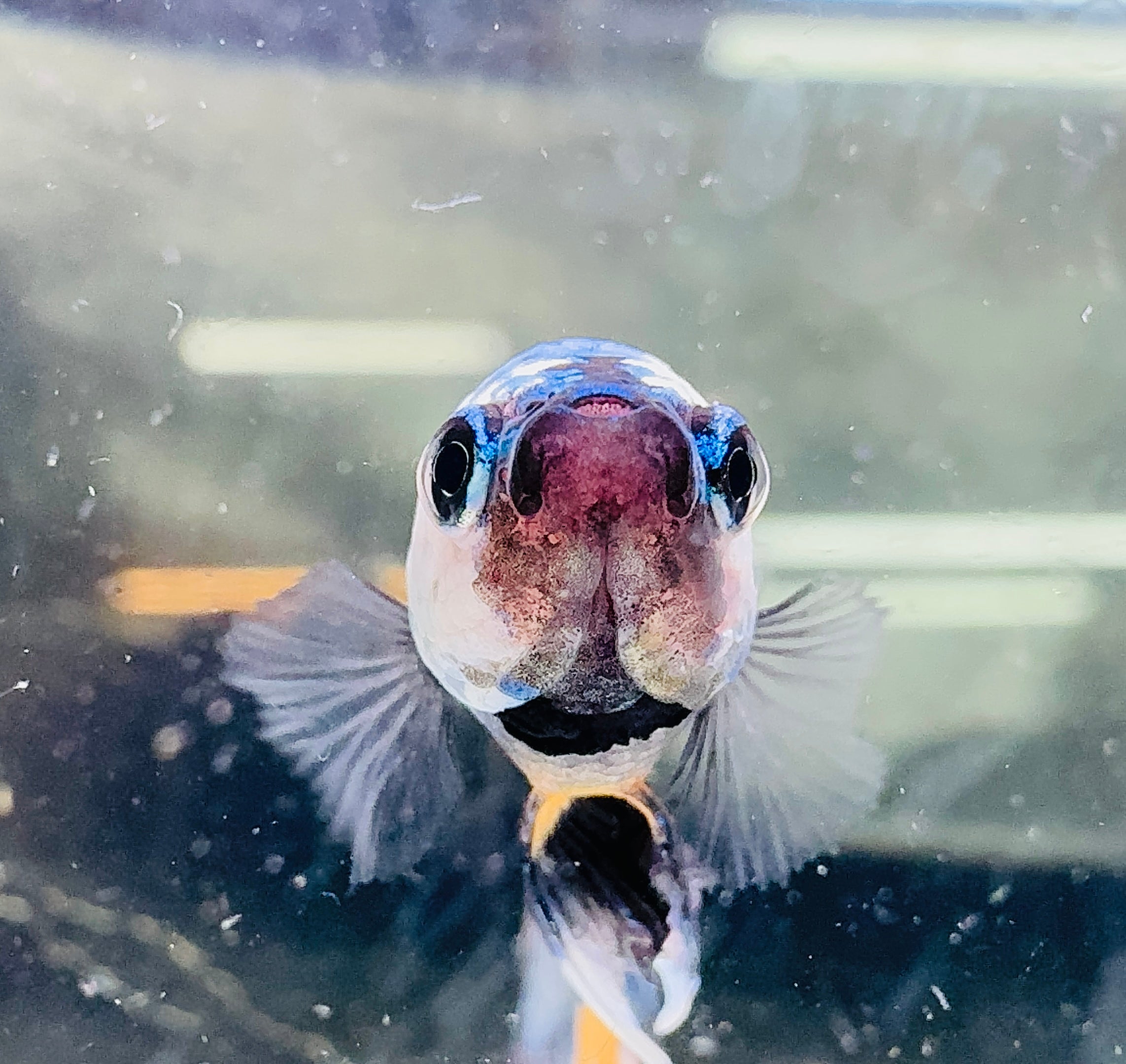 Betta Male - A Grade Doubletail Galaxy 6cm Show