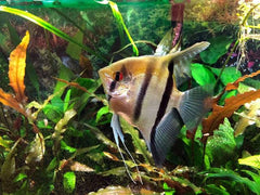 Special Selective Fancy Angel Fish 6cm