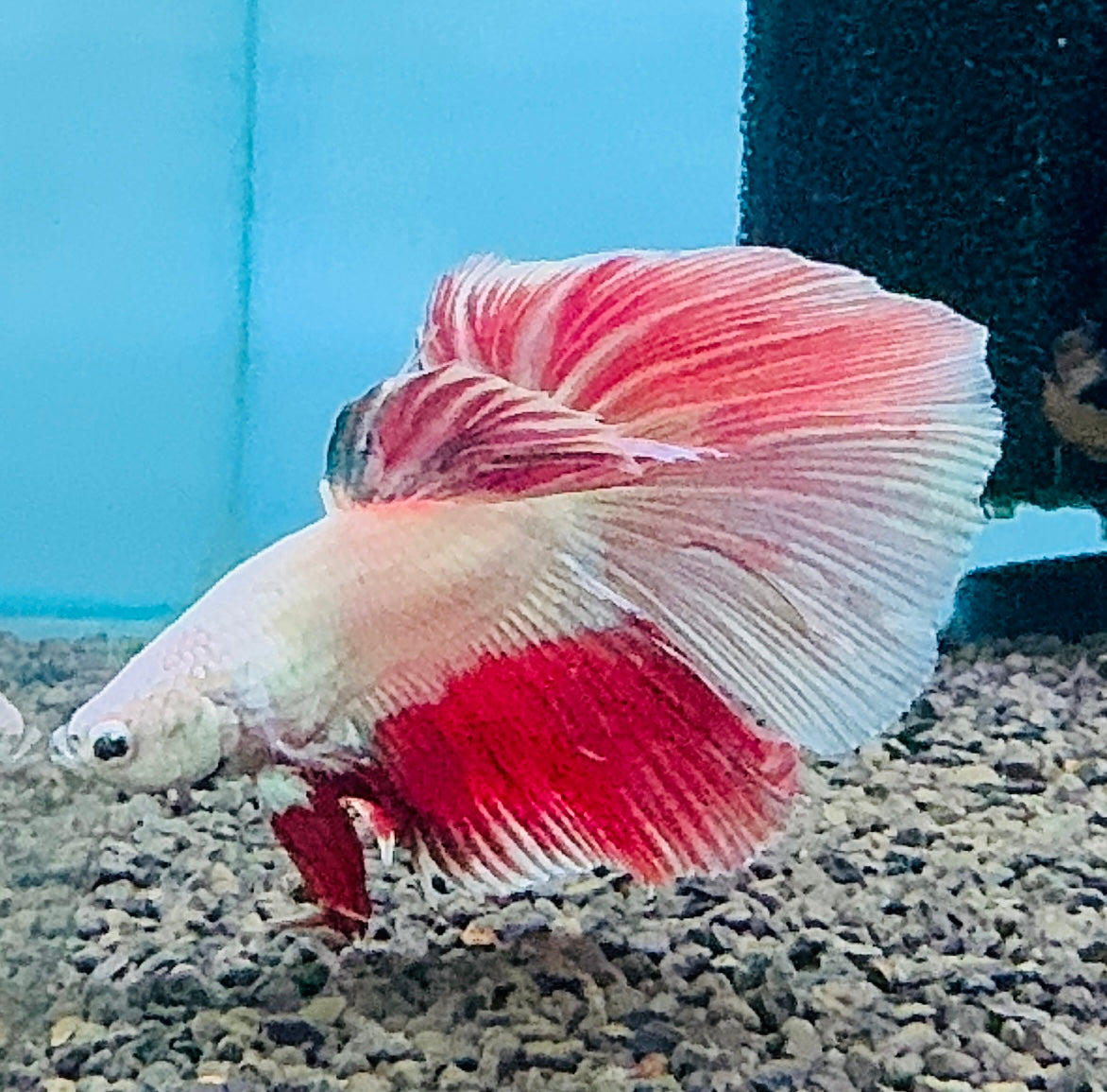 Betta Male - Random Color