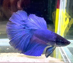 Betta Male - A Grade Super Delta 6cm Show A1