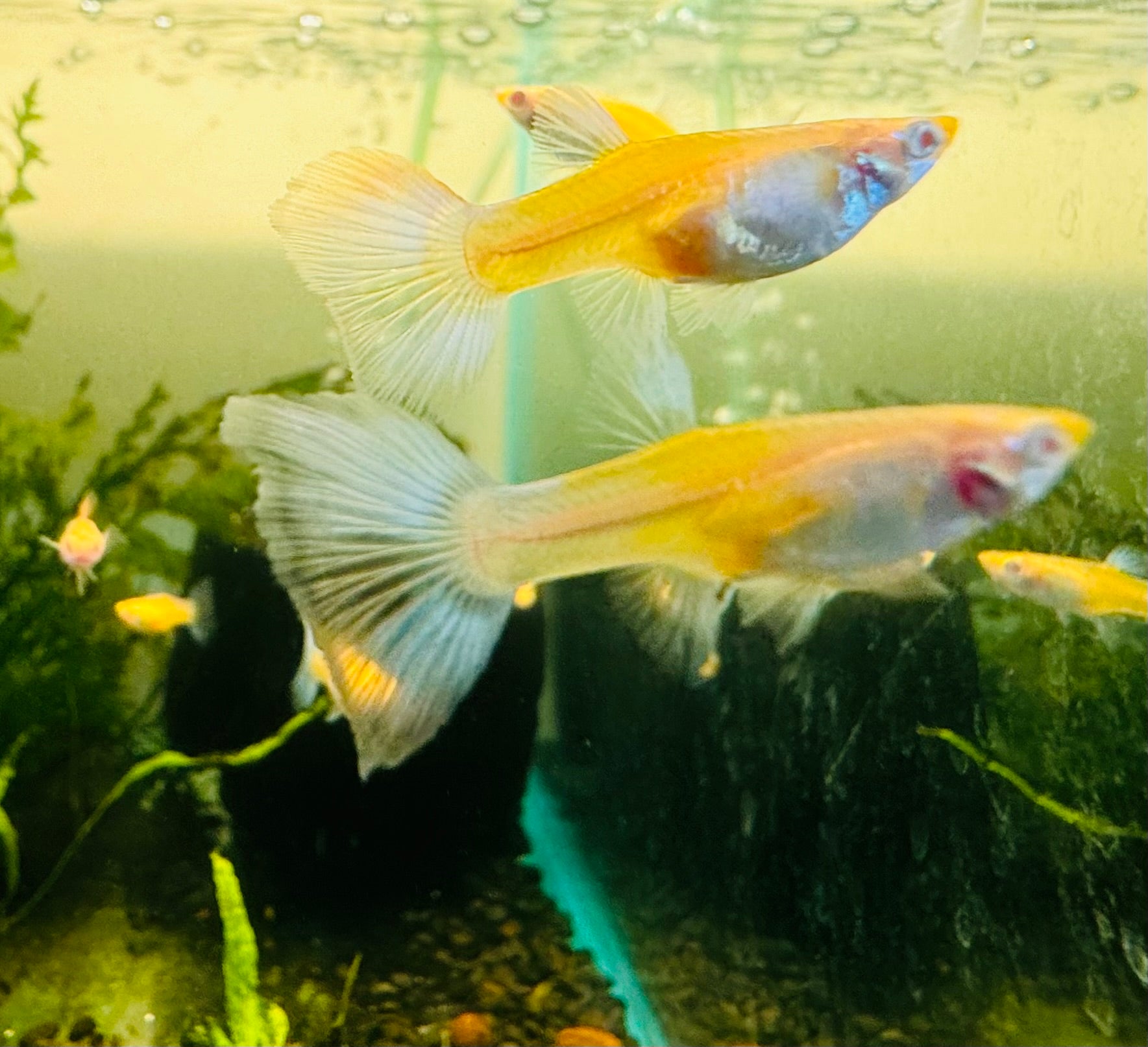 Albino Blue Topaz Guppy Female 3cm