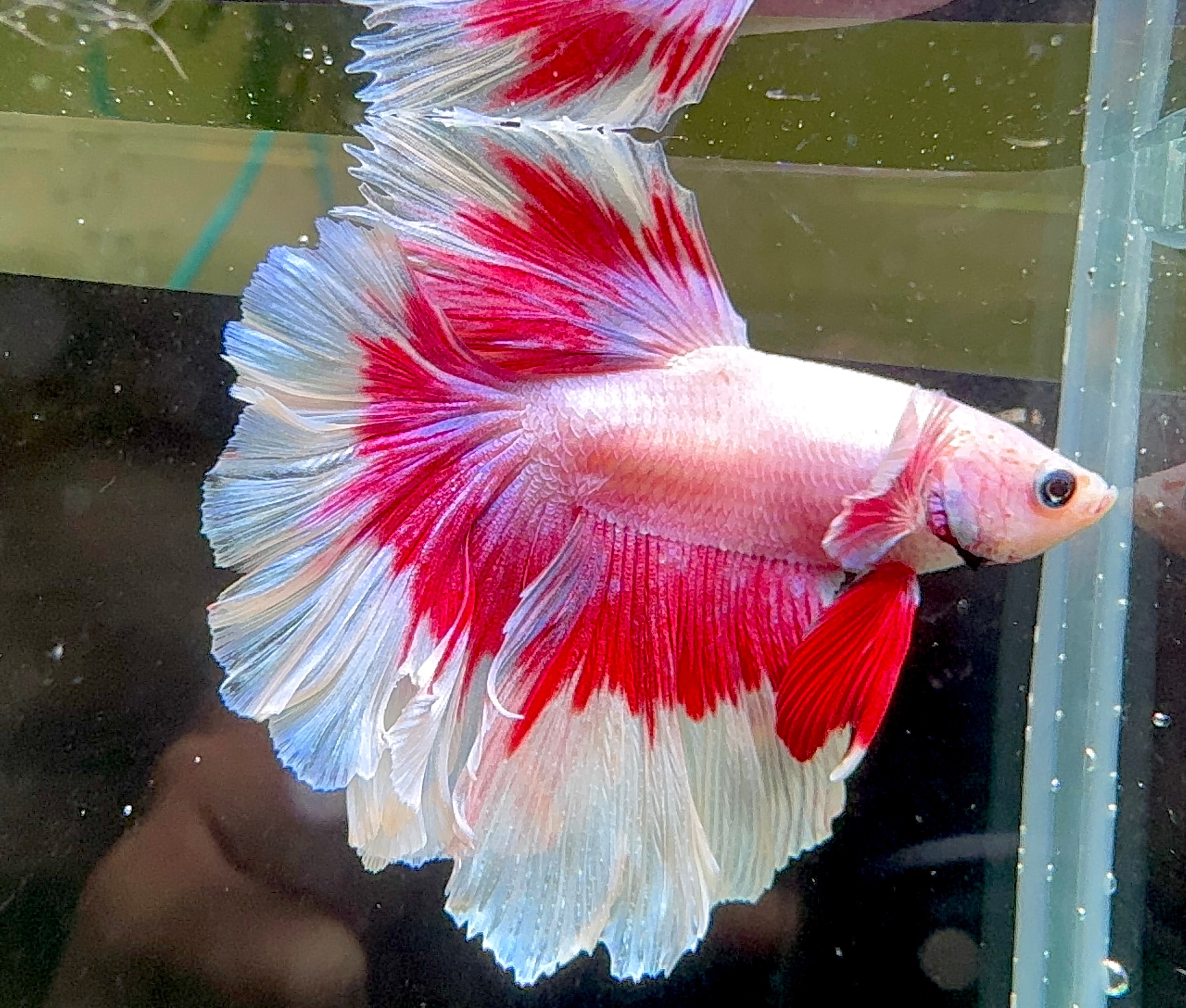 Betta Male - Pink Dress 1