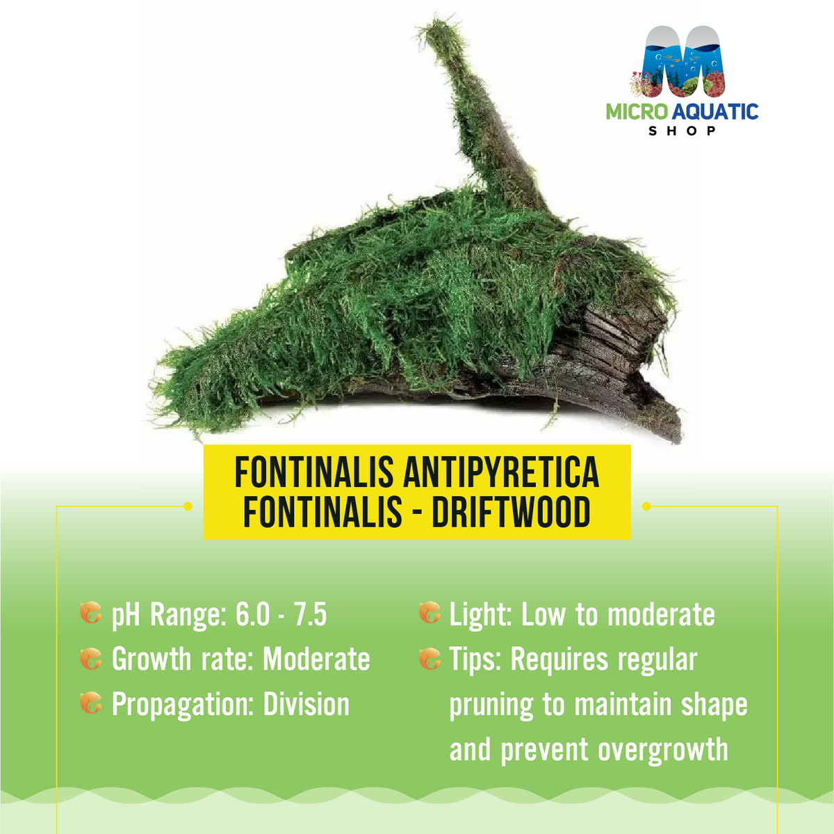 Fontinalis antipyretica - Fontinalis - Driftwood
