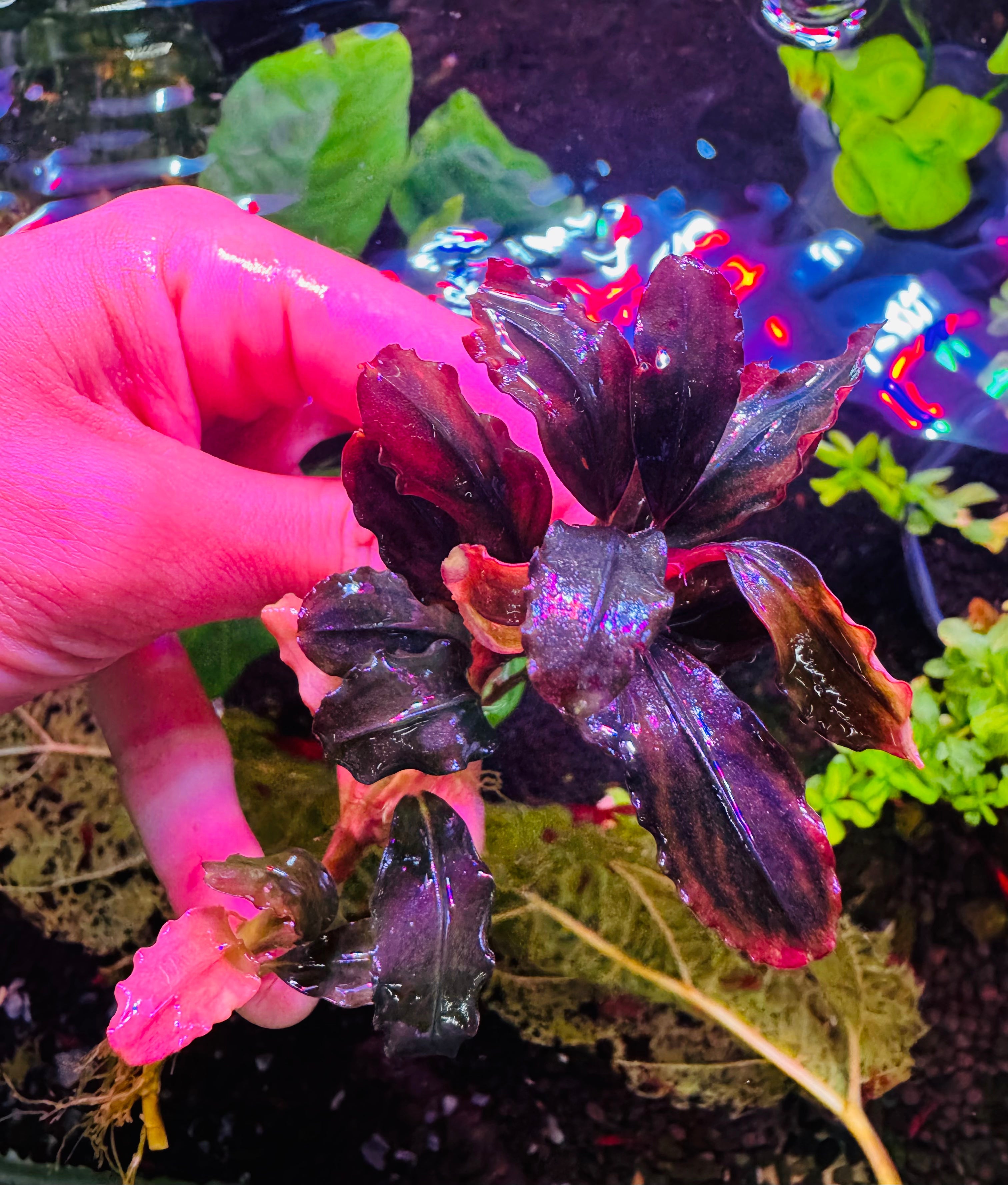 Bucephalandra Brownie Purple for Natural Bucephalandra sp