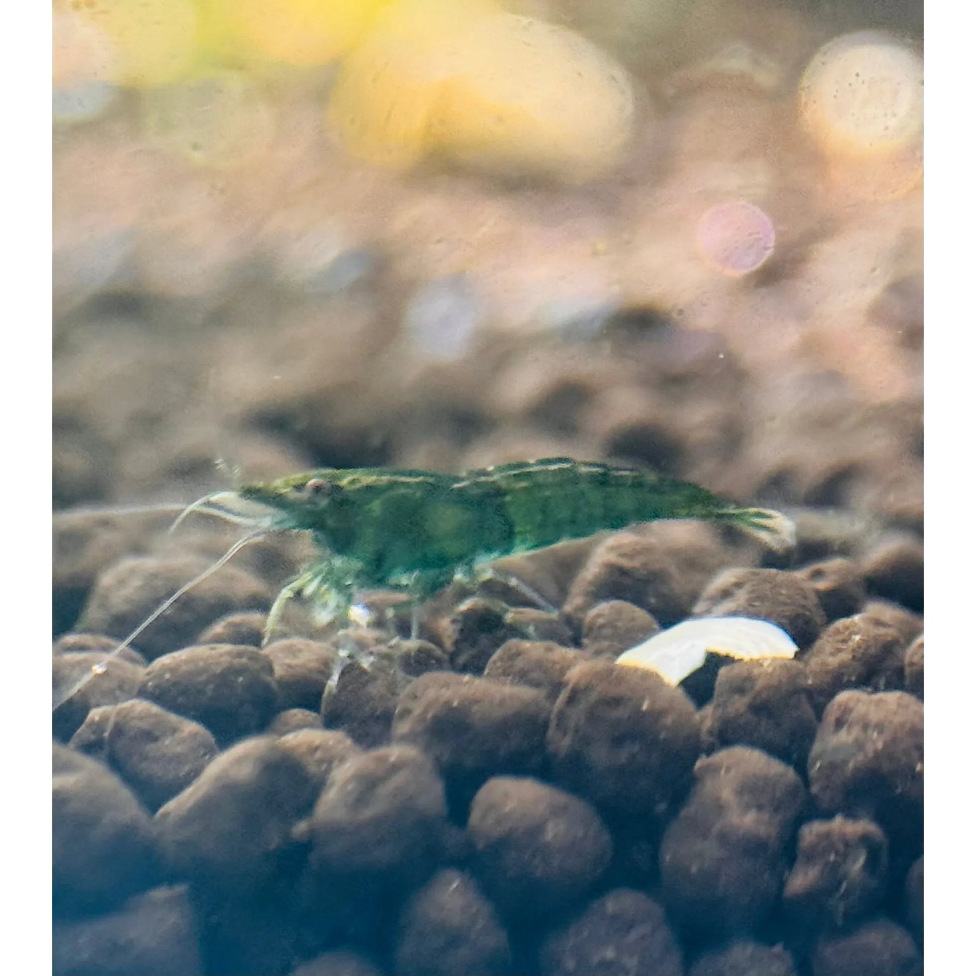 Cherry Shrimp - Green Jade 1cm Micro Aquatic Shop