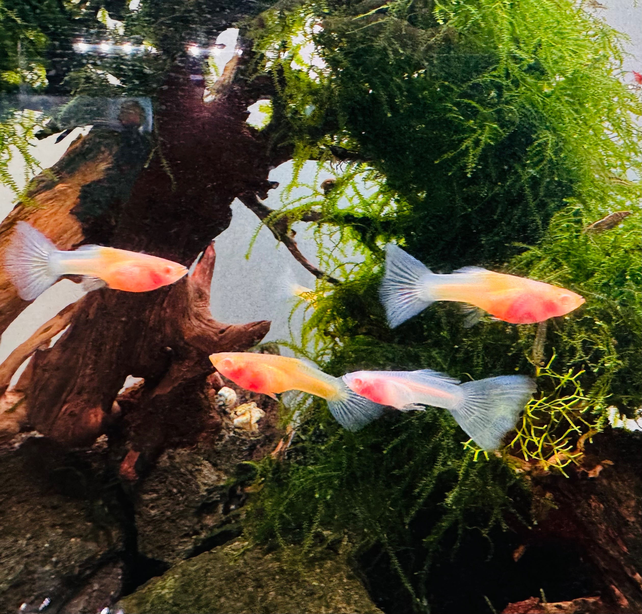 Albino Blue Topaz Guppy - Rare Micro Aquatic Shop