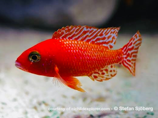 Fire Red  Peacock Cichlid 5cm