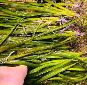 Buy 2 Get 1 Free Vallisneria  - Val Medium ( Nana ) Micro Aquatic Shop