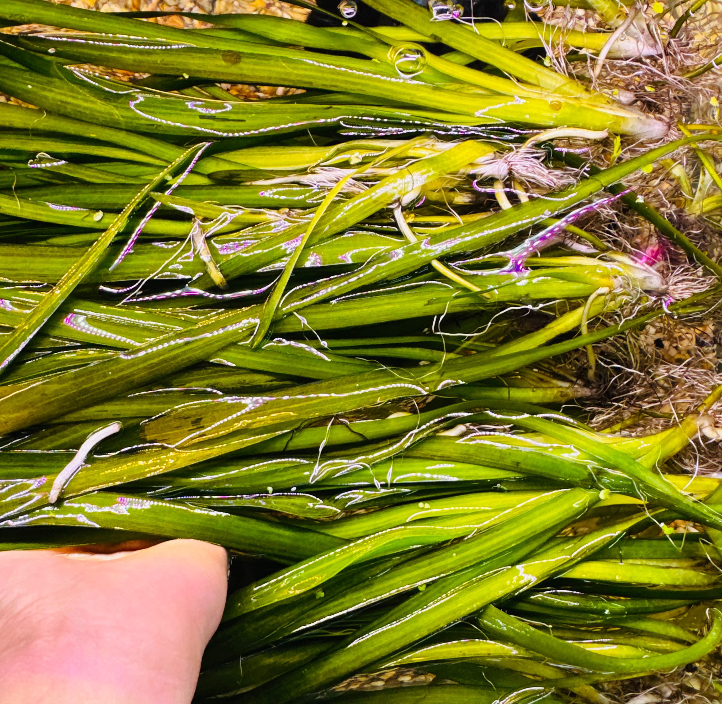 Buy 2 Get 1 Free Vallisneria  - Val Medium ( Nana ) Micro Aquatic Shop