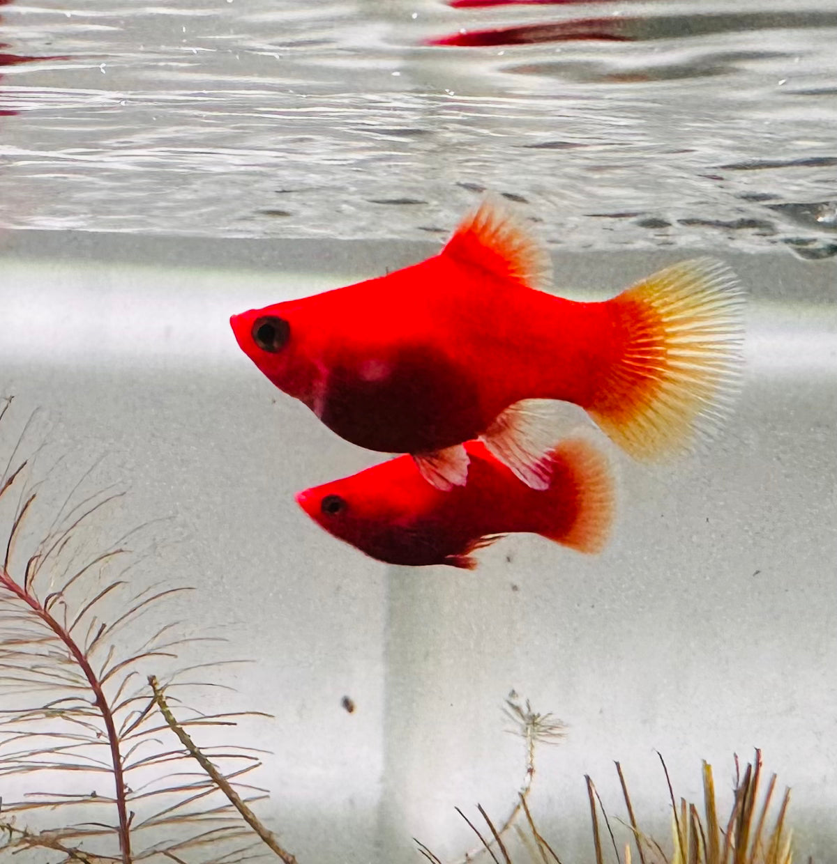 Platies – Coral Red Balloon Micro Aquatic Shop