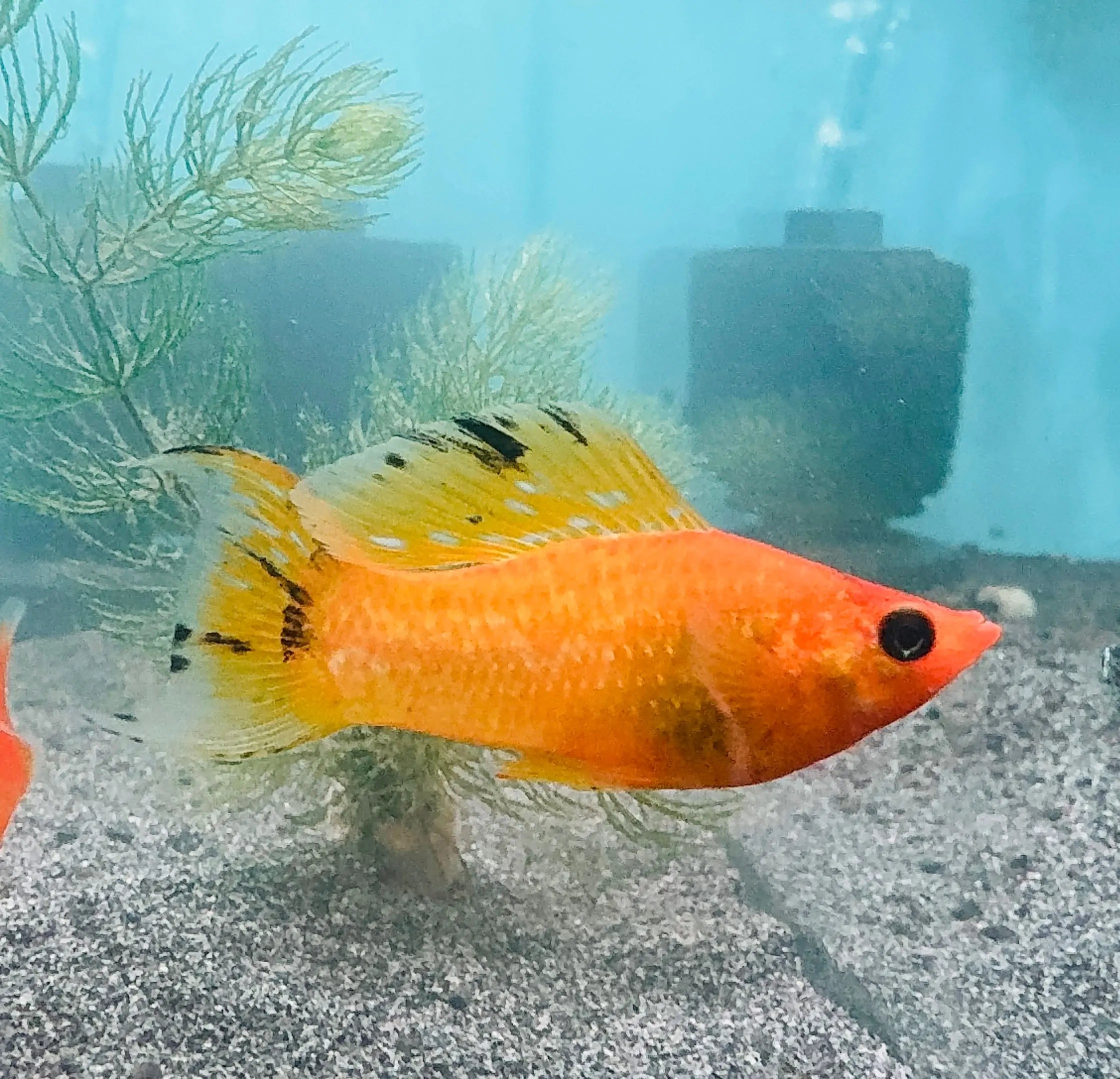 (Molly – Gold Sailfin Molly  (Poecilia latipinna ) 5cm Micro Aquatic Shop