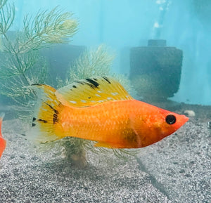 (Molly – Gold Sailfin Molly  (Poecilia latipinna ) 5cm Micro Aquatic Shop