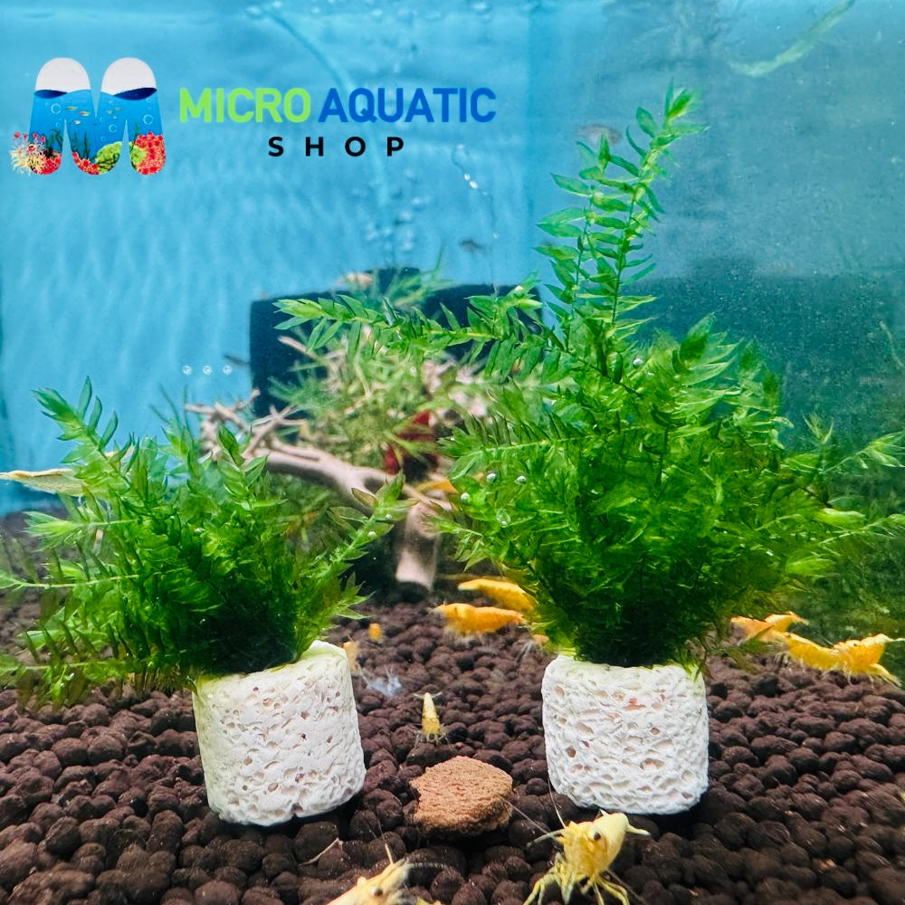 Moss - Willow Micro Aquatic Shop