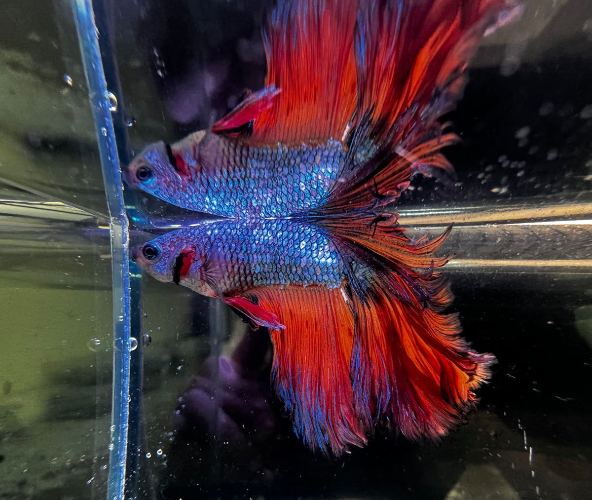 Giant Super Delta A-Grade Male Beta A2