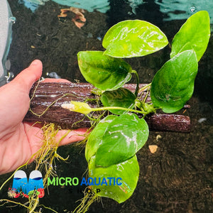 Anubias Nana - Mini Driftwood Micro Aquatic Shop
