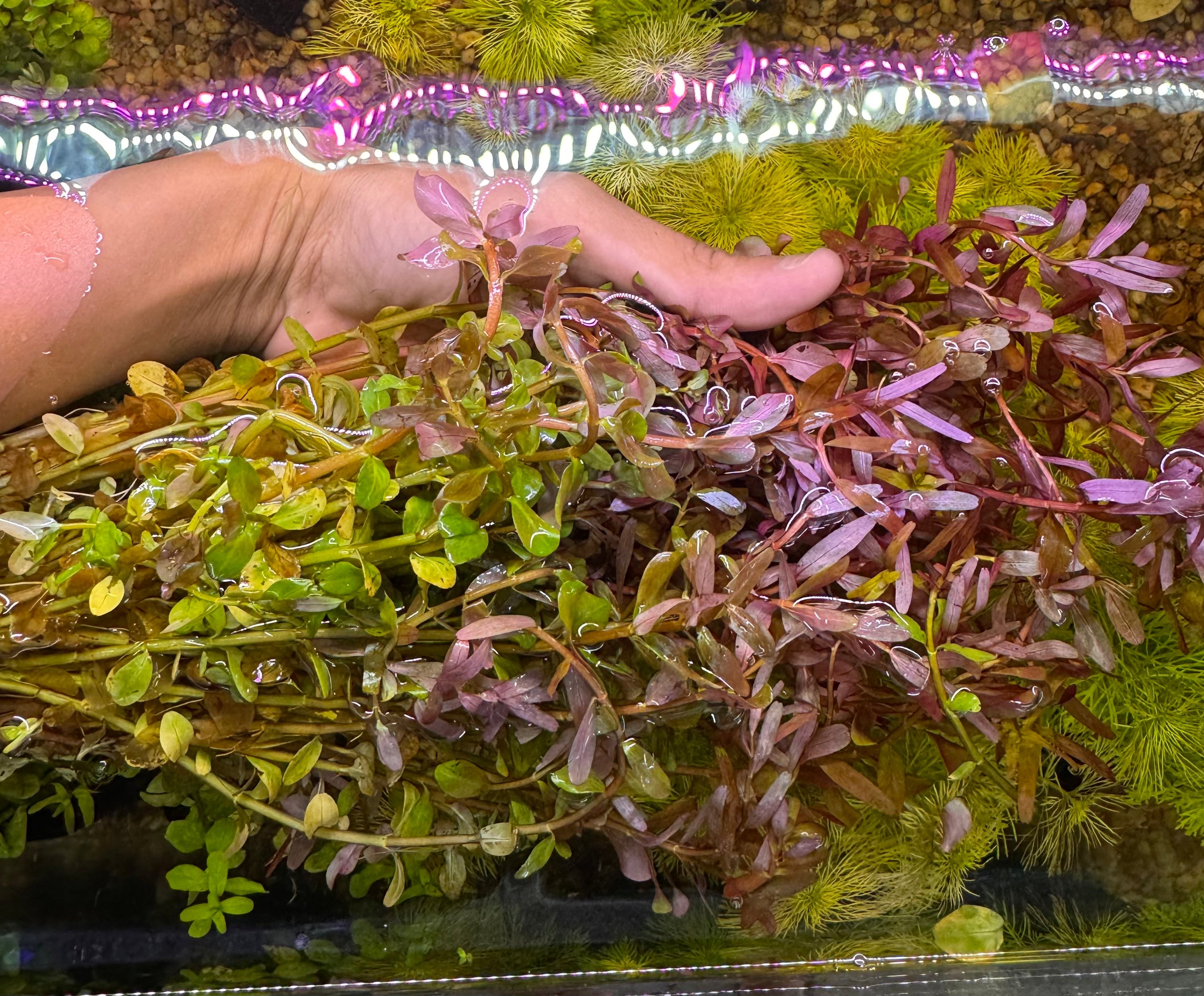 Rotala Blood Red - Rare Micro Aquatic Shop