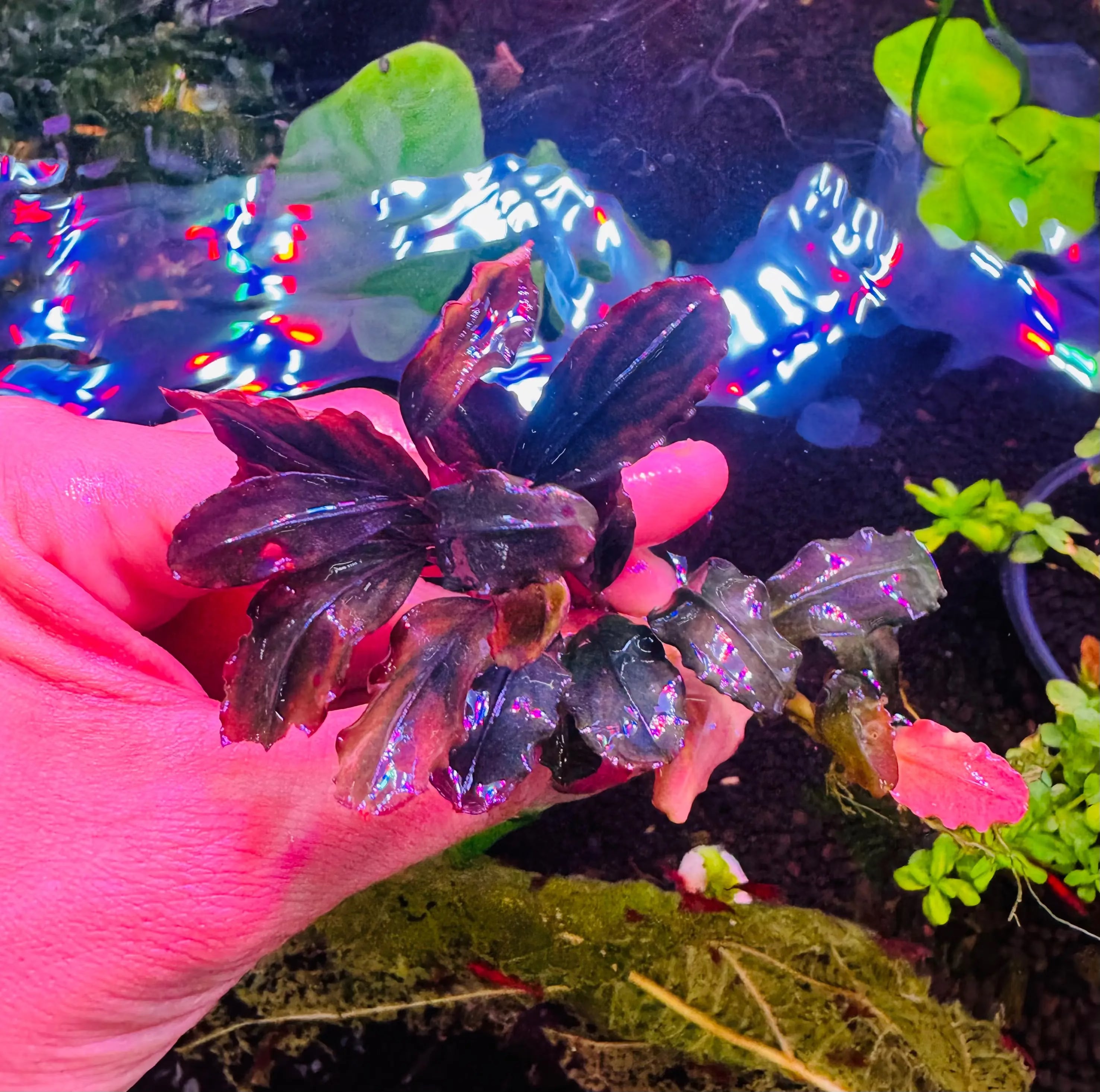 Bucephalandra - Red Brownie