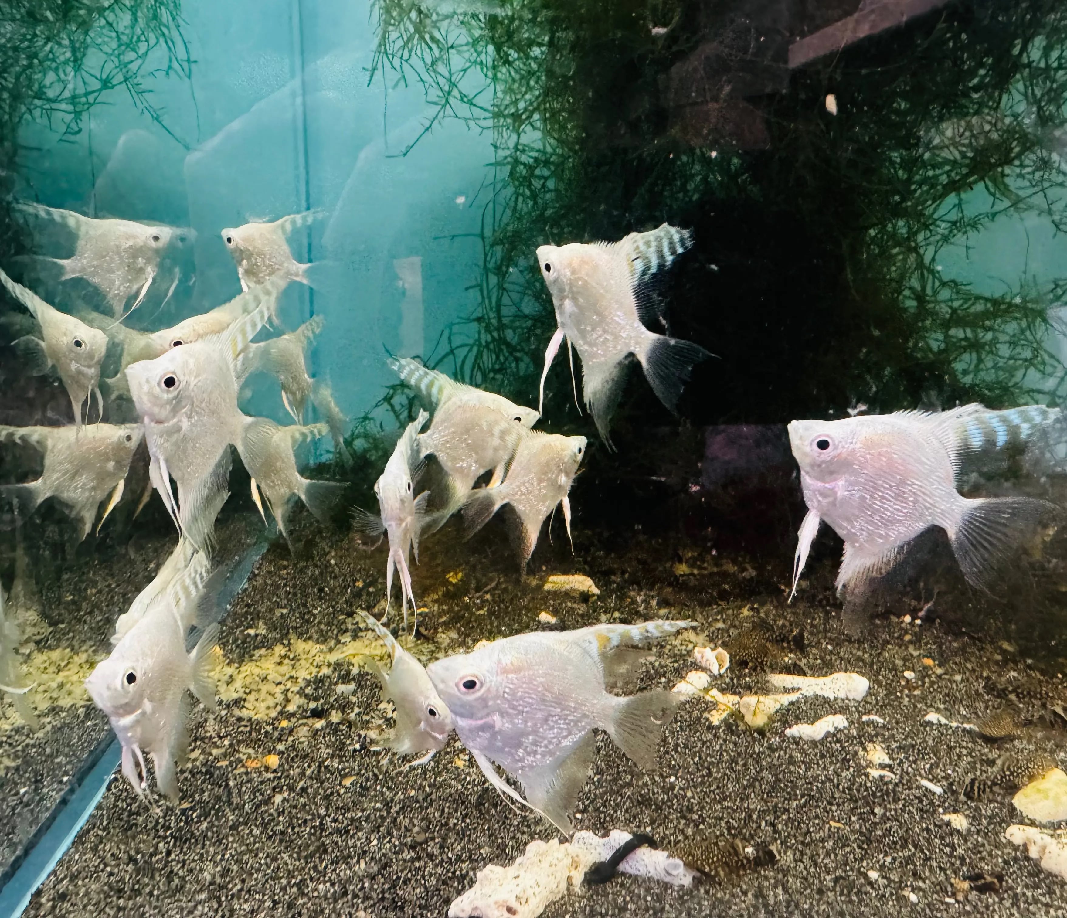 Angel Fish - Pearl Scale Platinum 5cm Show Micro Aquatic Shop